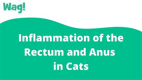 Disorders of the Rectum and Anus in Cats